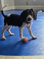 Lenny, a male Beagle and Labrador Retriever for sale in Appomattox, VA – 3 of 10