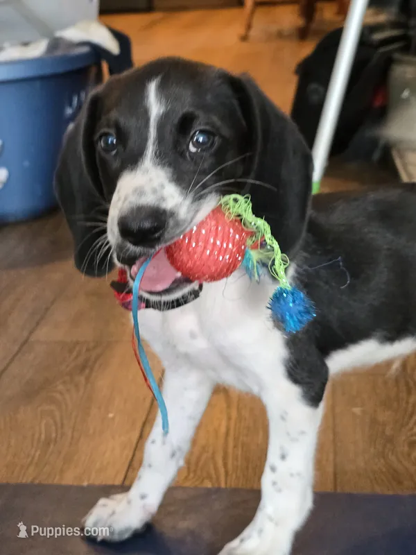 Lenny – Beagle, Labrador Retriever puppy for sale in Appomattox, VA