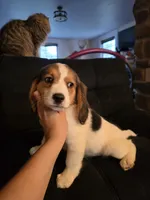 Ivy, a female Beagle for sale in Appomattox, VA – 1 of 10