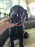 Scout, a male Labrador Retriever for sale in Appomattox, VA – 3 of 9