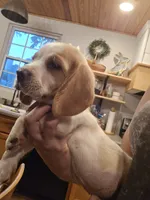 Charley, a male Beagle for sale in Appomattox, VA – 4 of 7