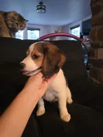 Ivy, a female Beagle for sale in Appomattox, VA – 3 of 10