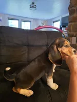 Molly, a female Beagle for sale in Appomattox, VA – 2 of 4