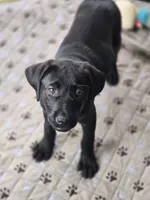 Oliver, a male Labrador Retriever for sale in Appomattox, VA – 2 of 7