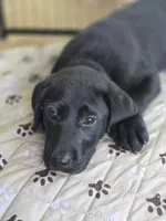 Scout, a male Labrador Retriever for sale in Appomattox, VA – 2 of 9