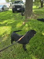 Tahoe, a male Labrador Retriever for sale in Appomattox, VA – 4 of 10