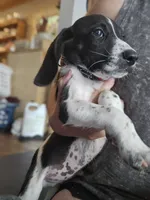 Lenny, a male Beagle and Labrador Retriever for sale in Appomattox, VA – 6 of 10