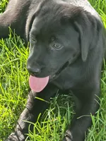 Rocky, a male Labrador Retriever for sale in Appomattox, VA – 2 of 7