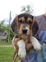 Molly, a female Beagle for sale in Appomattox, VA – 3 of 4