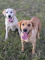 River, a male Labrador Retriever for sale in Appomattox, VA – 8 of 10