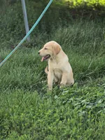 Tex, a male Labrador Retriever for sale in Appomattox, VA – 5 of 9