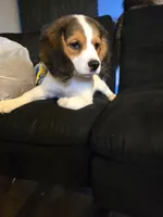 Ivy, a female Beagle for sale in Appomattox, VA – 2 of 10