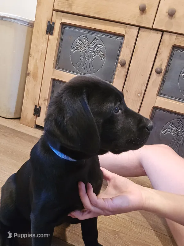 Rocky – Labrador Retriever puppy for sale in Appomattox, VA