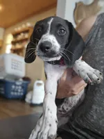 Lenny, a male Beagle and Labrador Retriever for sale in Appomattox, VA – 5 of 10