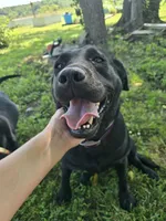 Scout, a male Labrador Retriever for sale in Appomattox, VA – 3 of 7