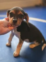 Bonnie, a female Beagle for sale in Appomattox, VA – 4 of 6