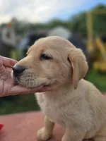 Tex, a male Labrador Retriever for sale in Appomattox, VA – 3 of 8