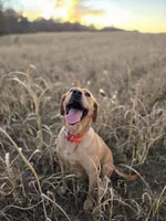Tex, a male Labrador Retriever for sale in Appomattox, VA – 6 of 8