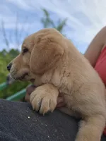 Tex, a male Labrador Retriever for sale in Appomattox, VA – 2 of 8