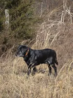 Tex, a male Labrador Retriever for sale in Appomattox, VA – 8 of 8