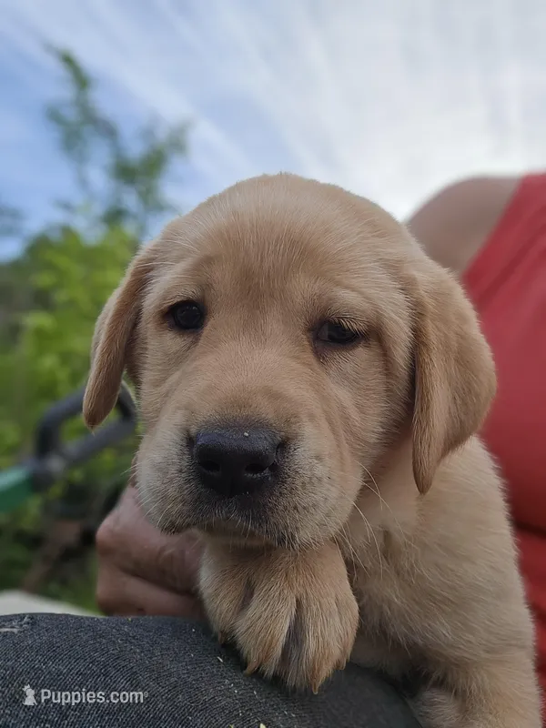 Tex – Labrador Retriever puppy for sale in Appomattox, VA