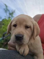Tex, a male Labrador Retriever for sale in Appomattox, VA – 1 of 8