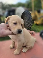 Tex, a male Labrador Retriever for sale in Appomattox, VA – 4 of 8