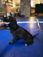 Raven, a female Beagle and Labrador Retriever for sale in Appomattox, VA – 2 of 9