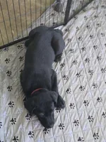 Scout, a male Labrador Retriever for sale in Appomattox, VA – 4 of 9