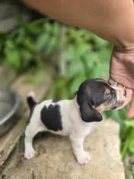 Aspen, a female Beagle and Labrador Retriever for sale in Appomattox, VA – 4 of 8