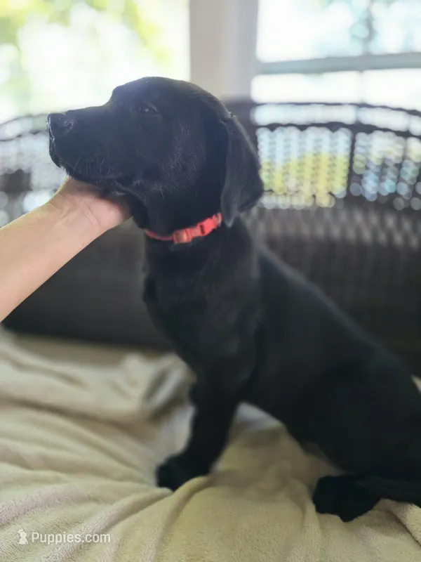 Scout – Labrador Retriever puppy for sale in Appomattox, VA