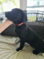 Scout, a male Labrador Retriever for sale in Appomattox, VA – 1 of 9