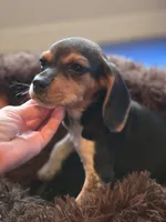 Bonnie, a female Beagle for sale in Appomattox, VA – 6 of 6