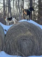 Lenny, a male Beagle and Labrador Retriever for sale in Appomattox, VA – 8 of 8