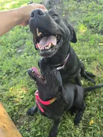 Scout, a male Labrador Retriever for sale in Appomattox, VA – 4 of 7