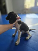 Lenny, a male Beagle and Labrador Retriever for sale in Appomattox, VA – 4 of 10