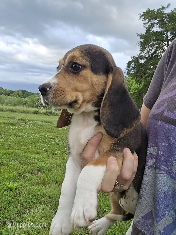 Roxy – Beagle puppy for sale in Appomattox, VA