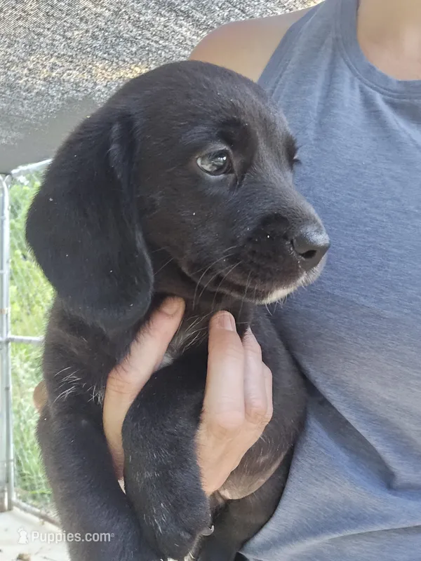 Raven – Beagle, Labrador Retriever puppy for sale in Appomattox, VA