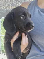 Raven, a female Beagle and Labrador Retriever for sale in Appomattox, VA – 1 of 8