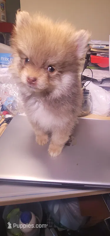 None – Pomeranian puppy for sale in Merrillville, IN