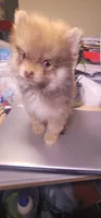 None, a male Pomeranian for sale in Merrillville, IN – Photo 1 of 5