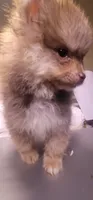 None, a male Pomeranian for sale in Merrillville, IN – Photo 2 of 5