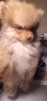 None, a male Pomeranian for sale in Merrillville, IN – Photo 5 of 5