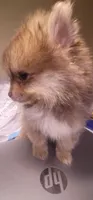 None, a male Pomeranian for sale in Merrillville, IN – Photo 3 of 5