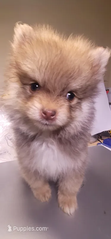 None – Pomeranian puppy for sale in Merrillville, IN