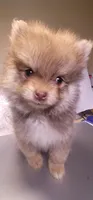 None, a male Pomeranian for sale in Merrillville, IN – Photo 4 of 5