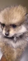 None, a male Pomeranian for sale in Merrillville, IN – Photo 2 of 4