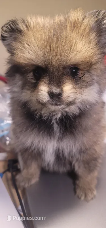 None – Pomeranian puppy for sale in Merrillville, IN