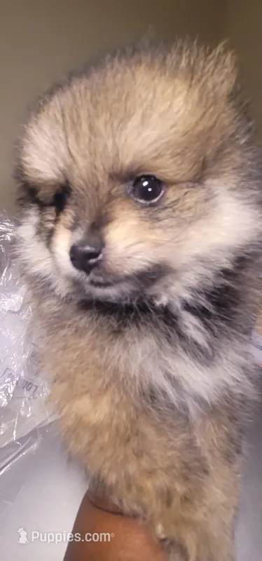 None – Pomeranian puppy for sale in Merrillville, IN
