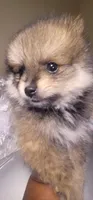 None, a male Pomeranian for sale in Merrillville, IN – Photo 1 of 4